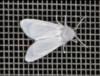 Fall Webworm Moth