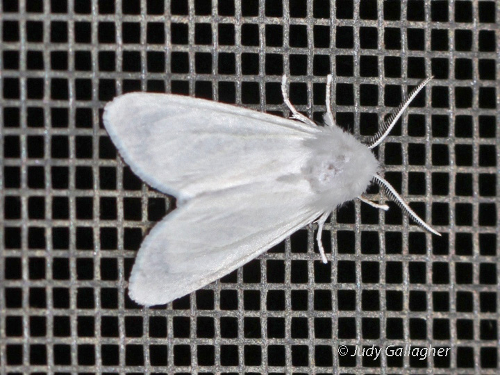 Fall Webworm Moth