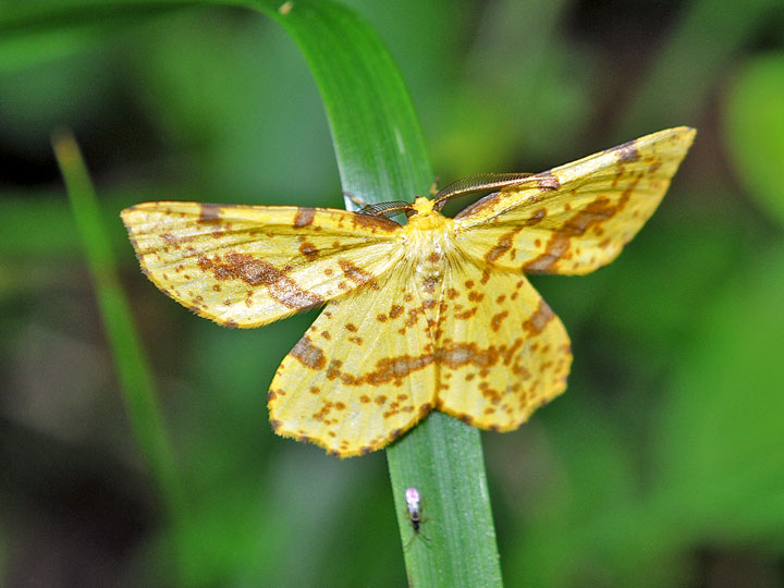 False Crocus Geometer
