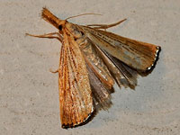 Feather Duster Moth