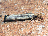 Feather Duster Moth