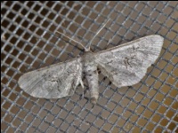 Fine-lined Gray Moth