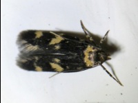 Four-spotted Yellowneck