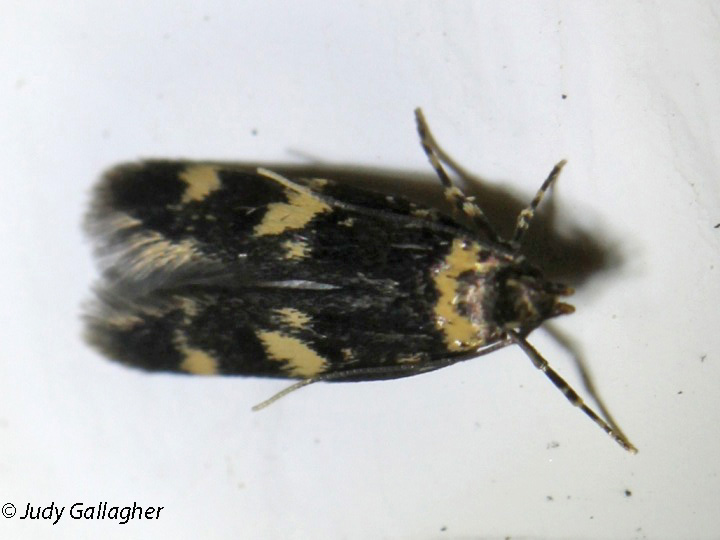 Four-spotted Yellowneck Moth