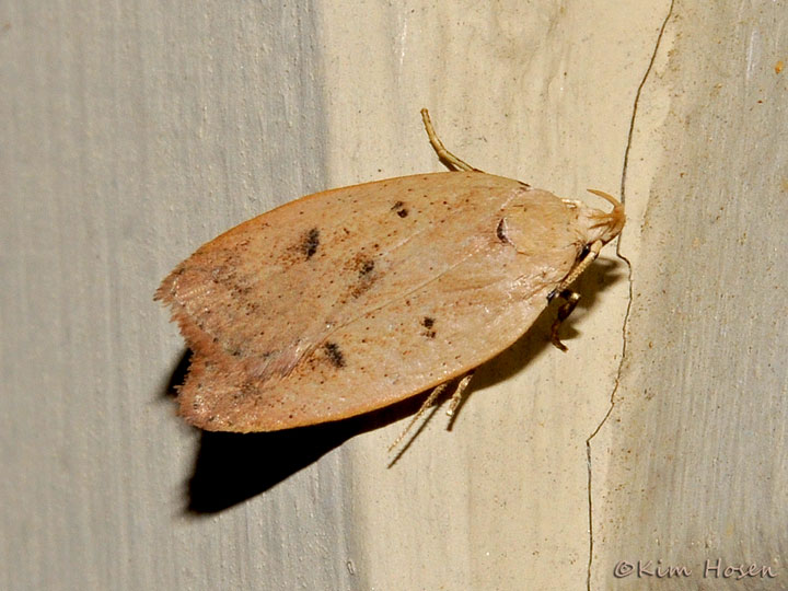 Gold-striped Leaftier