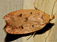 Gold-striped Leaftier Moth