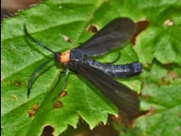Grapeleaf Skeletonizer Moth