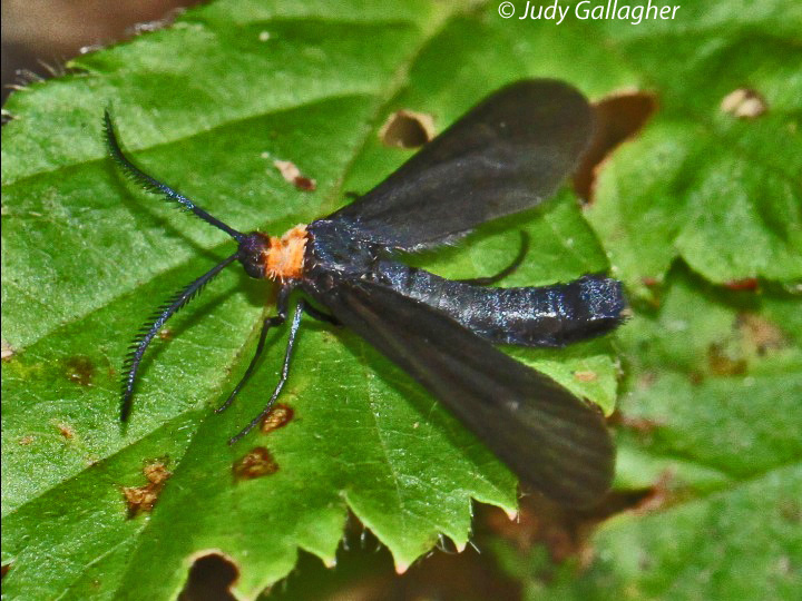 Grapeleaf Skeletonizer Moth