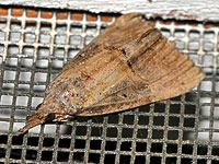 Green Cloverworm Moth