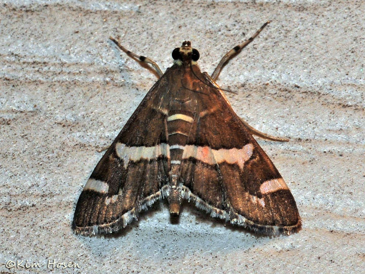 Hawaiian Beet Webworm Moth