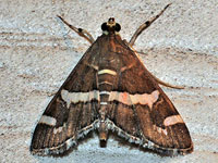 Hawaiian Beet Webworm Moth