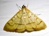 Helvibotys helvialis Moth