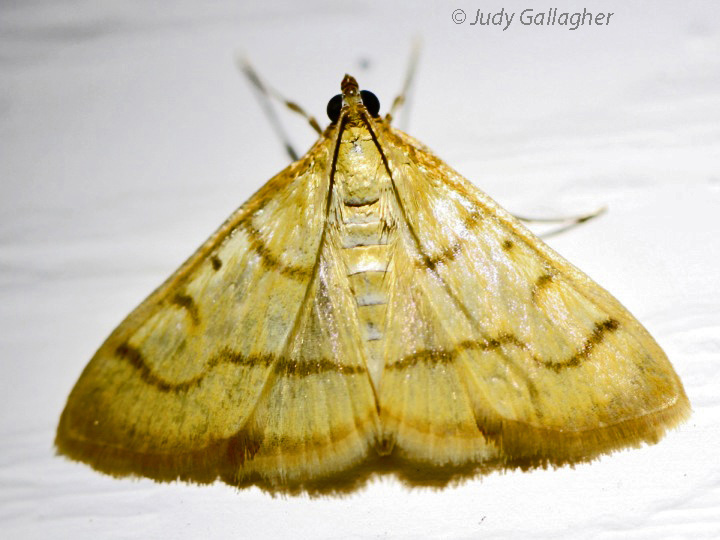 Helvibotys helvialis Moth