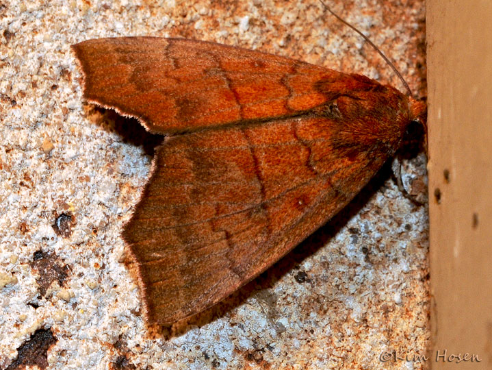 Hibiscus Leaf Caterpillar Moth