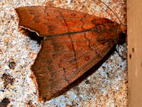 Hibiscus Leaf Caterpillar Moth