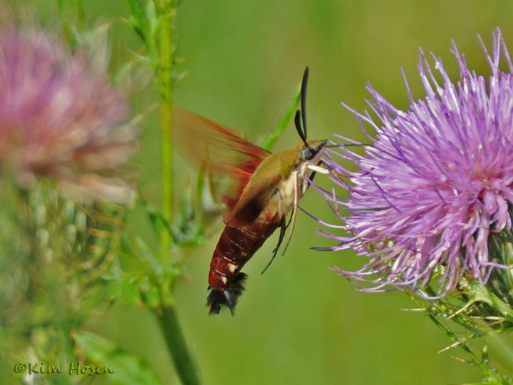 Hummingbird Clearwing