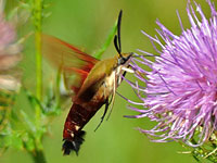 Hummingbird Clearwing