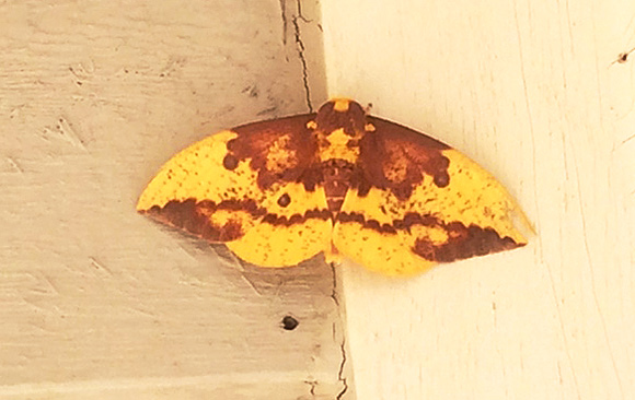 Imperial Moth