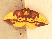 Pink-striped Oakworm Moth