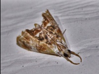 Julia's Dicymolomia Moth