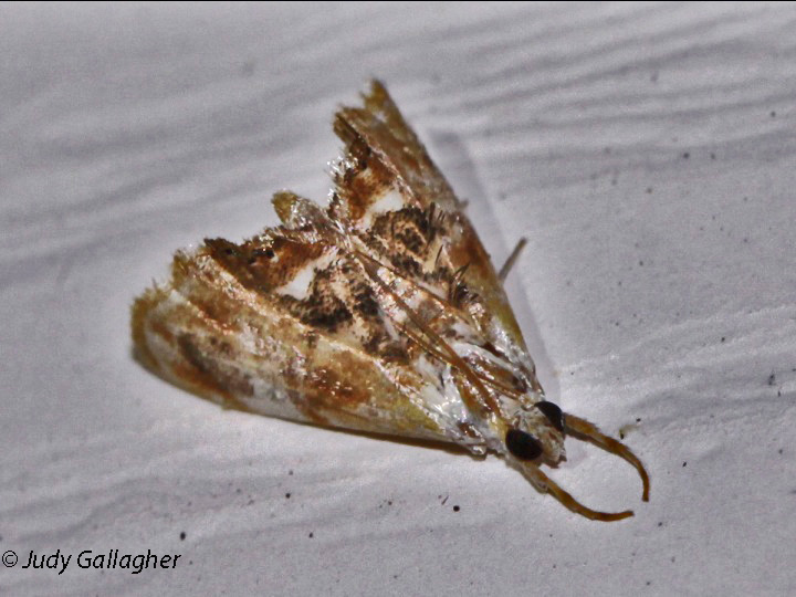 Julia's Dicymolomia Moth