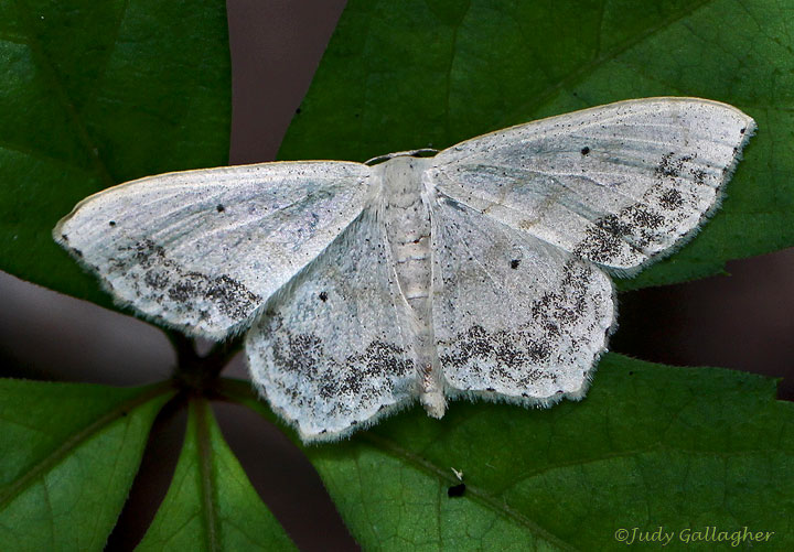 Large Lace-border