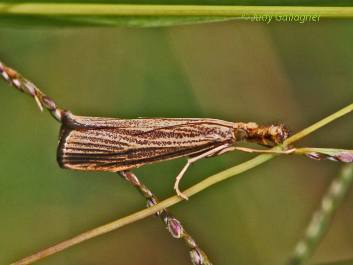 Lesser Vagabond Sod Webworm Moth