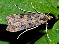 Lucerne Moth