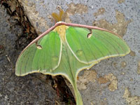 Luna Moth