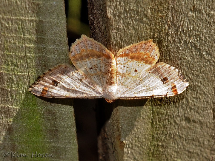 Macaria sp.