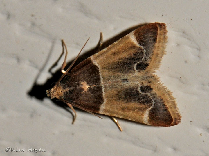 Meal Moth