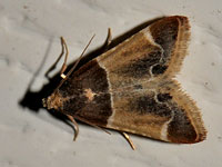 Meal Moth