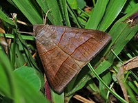 Mocis texana