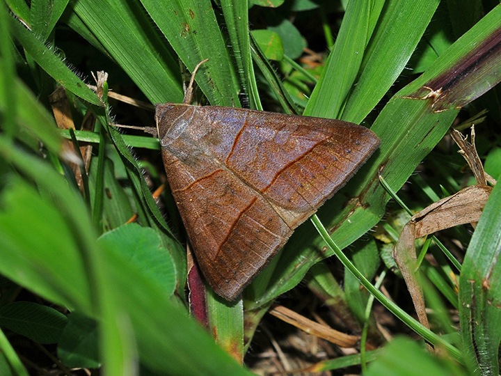 Mocis texana