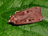 Large Yellow Underwing