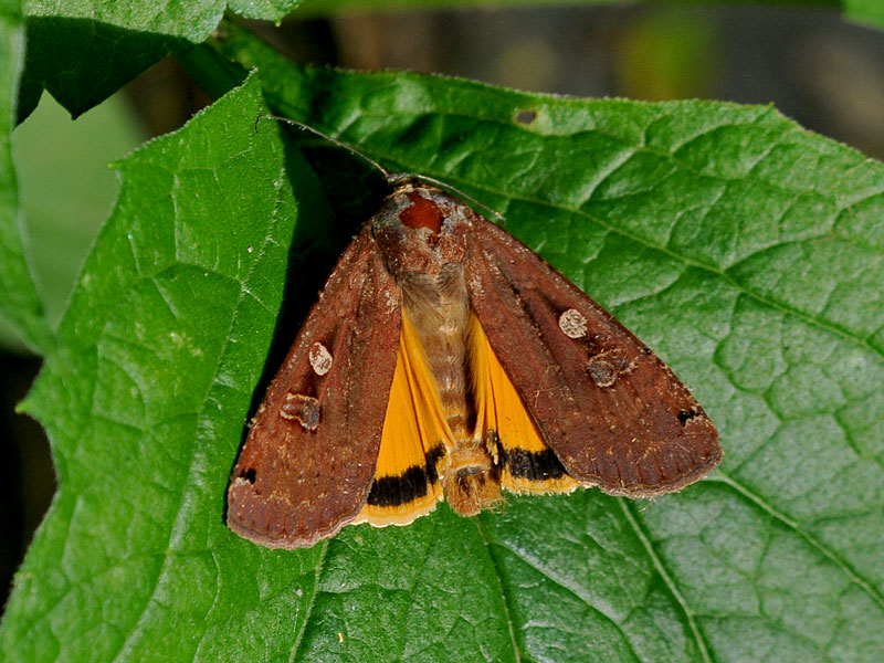 Large Yellow Underwing