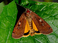Large Yellow Underwing