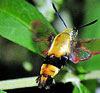 Snowberry Clearwing Hummingbird Moth