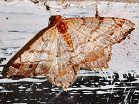Unidentified Moth