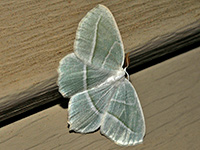 Pale Beauty