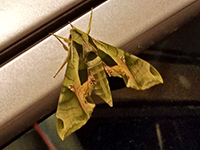 Hackberry Emperor