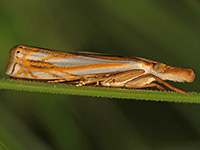 Pasture Grass-veneer