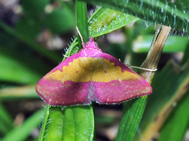 Pink-bordered Yellow Moth