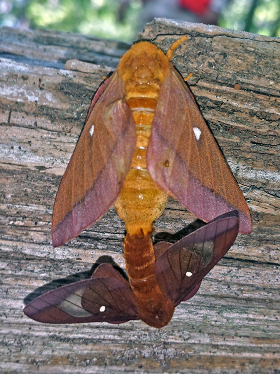 Pink-striped Oakworm Moth