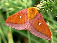 Pink-striped Oakworm Moth
