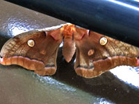 Polyphemus Moth