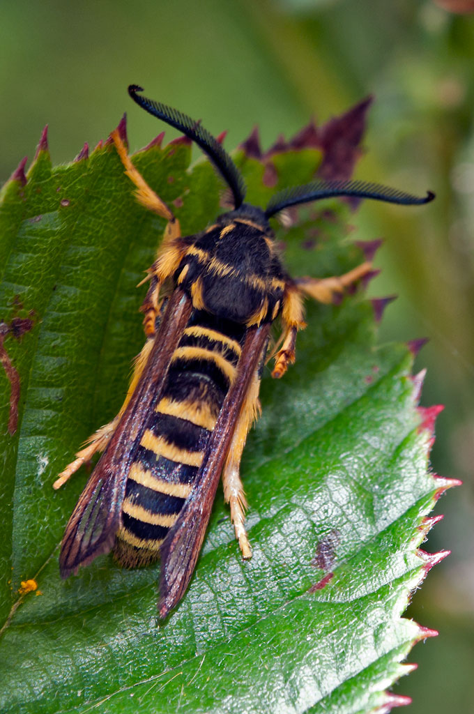 Raspberry Crown Borer