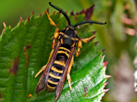Raspberry Crown Borer