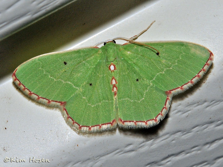 Red-bordered Emerald