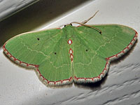 Red-bordered Emerald
